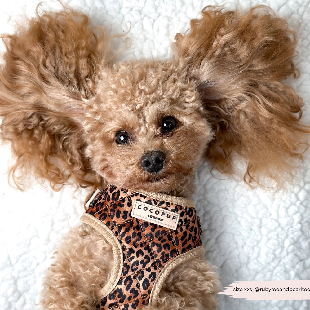 Dein Hund wird mit dem Leopard Pup Adjustable Neck Harness von COCOPUP London zum Trendsetter!