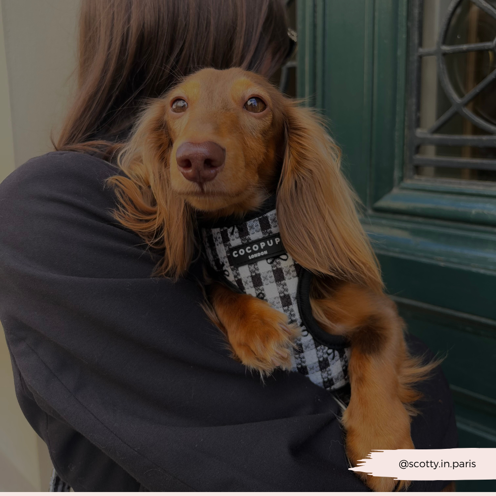 COCOPUP London - Hundegeschirr - Pup in Paris