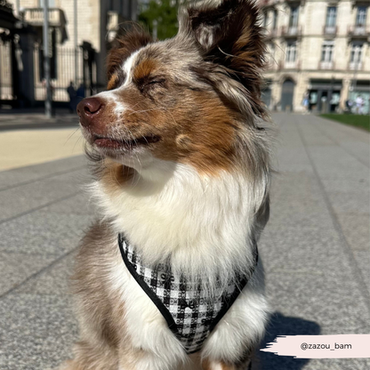 COCOPUP London - Hundegeschirr - Pup in Paris