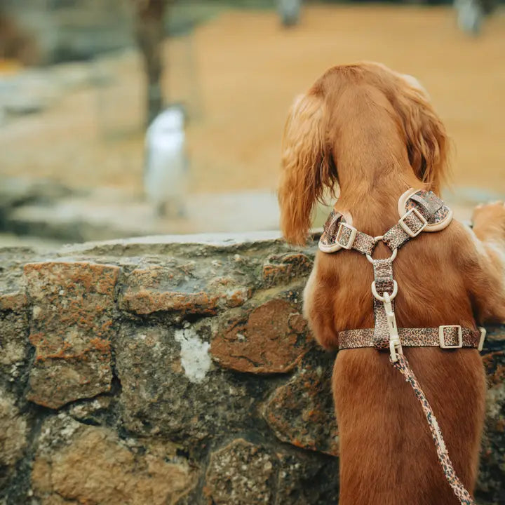 Das Leopard Pup Adjustable Neck Harness sorgt für die perfekte Balance zwischen Komfort und Sicherheit für deinen Hund.