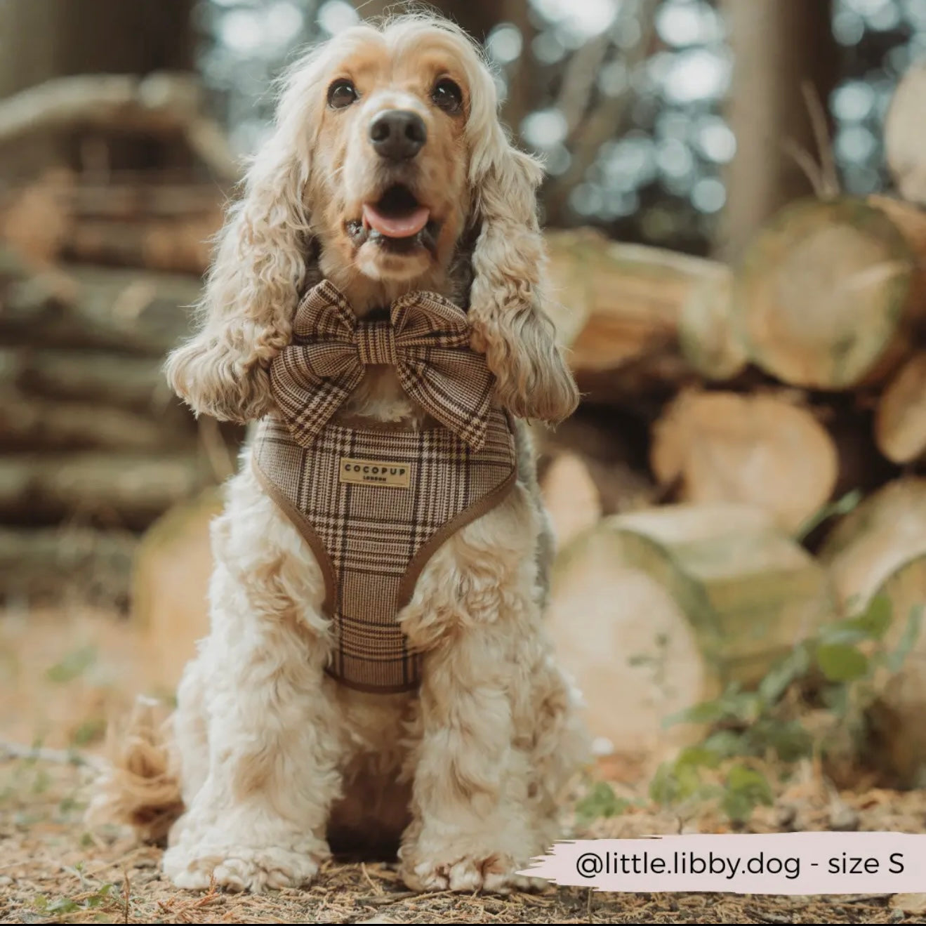COCOPUP London - Schleife - Pup Plaid