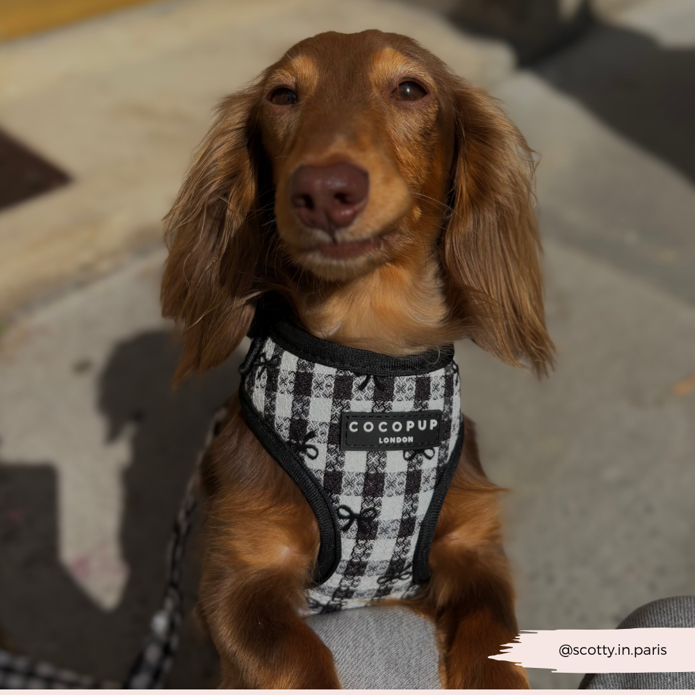 COCOPUP London - Hundegeschirr - Pup in Paris