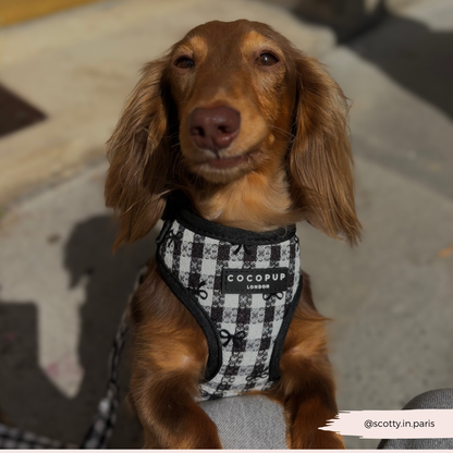 COCOPUP London - Hundegeschirr - Pup in Paris