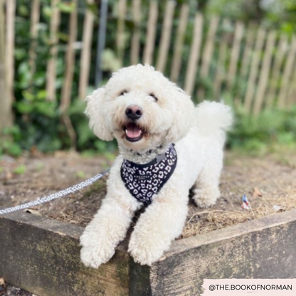 COCOPUP London - Hundegeschirr - Black Leopard - Elli by Lena & Lisa