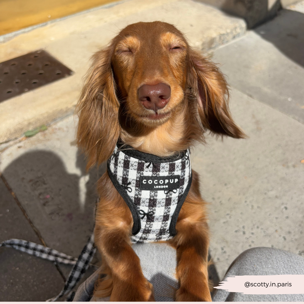 COCOPUP London - Hundegeschirr - Pup in Paris